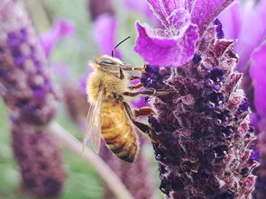 柑橘鳳蝶羽化需要多久(柑橘鳳蝶的壽命是多少天)