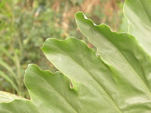 柑橘樹褐斑病藥(柑桔褐斑病炭疽)