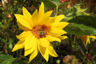 柑橘幾月開始結果(柑橘幾月份開花)