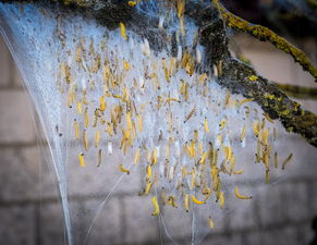 柑橘大實(shí)蠅蟲害(柑橘大實(shí)蠅幼蟲)