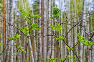 金桔樹各種病癥狀(金桔樹病害)