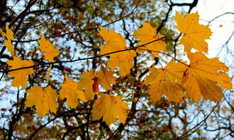 沃柑葉子上有黃點(diǎn)怎么辦(沃柑葉子上有黃點(diǎn)怎么辦呢)