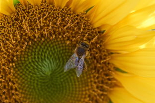 柑橘生蟲用藥(柑橘生蟲怎么辦)