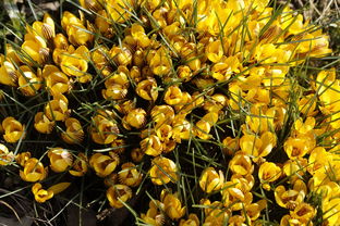 沃柑被肥害半年怎么處理(春季沃柑施肥后葉子變黃)