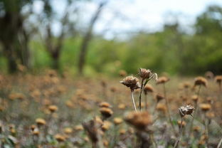 四會沙糖桔樹苗有沒有刺(四會沙糖桔樹苗怎樣看真假)