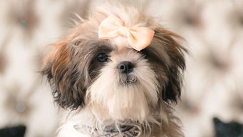 狗狗可以吃沃柑嗎(小狗能不能吃柑子)