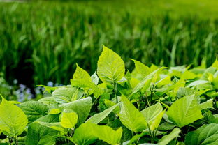 柑子皮可以做陳皮嗎(柑子皮可以做陳皮嗎視頻)