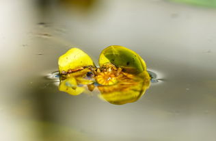 柑橘晚熟遺傳特性有哪些呢（晚熟柑橘種植技術規程）