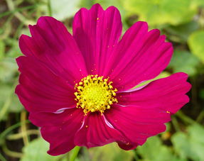 柑橘保花技術管理（柑橘?；ū９胧? /></p><p>5、對于保果方案，根據具體情況設定保果方案：判斷樹勢，制定?；ū９桨福夯緵]春梢，純花穗，坐果量大的樹謝花后打+蕓苔素+磷鉀葉面肥+硼肥+薊馬藥。這類純花穗梢出早夏梢引起掉果風險較大，九二0建議打兩次，多保些果。花前隨雨地面撒施或開溝淺施鉀鎂肥半斤/株。</p><h2 id='桔子樹怎么?；ū９?>桔子樹怎么保花保果</h2><p>桔子樹?；ū９?*** 有搖花保果法、環割保果法。搖花保果法 柑橘開花后，如果遇到雨天或過重的露水，花瓣和花絲黏附在果面上，很容易引發灰霉病、炭疽病等病害，引起落花落果，因此要進行搖花。一般從盛花期開始，每3天左右進行一次搖花，搖落凋謝花瓣。</p><p>桔子樹開花后為了保果，需要對植株進行適當的修剪。讓桔子樹可以更好的生長，同時也需要為桔子樹提供適量的養分。讓植株生長的更加旺盛，還需要為桔子樹提供適宜的光照和水分，讓桔子樹可以結出更多的果實。</p><p>適當修剪桔子樹開花后為了保果，需要對植株進行適當的修剪。橘子樹本身就是非常喜歡太陽的，開花后更需要光照。要讓它多曬太陽，保證光照足才行，光照足光合作用才會更強，從而積攢更多的養分，對開花結果都有利。若是曬不到太陽，花朵質量會變差，坐果率會大大下降，影響后期的結果，產量。</p><p>桔子樹一般打硼砂?；ū９?，這是一種微量元素肥，可以補充硼元素，對于植株的生長有利。除此之外，在植株的花果期，還要注意控水，以免水大了導致落花落果。同時需要適當修剪，通過及時短截延長枝和抹除夏梢來促進秋梢的生長，盛花期則要回縮結果枝，剪除交叉枝、病蟲枝等。</p><p style=