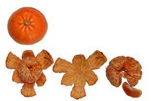 柑橘皮不陳皮呢(柑橘類的皮都可以做陳皮嗎)