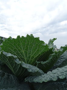 中藥甘桔桔梗區別（中藥桔梗和桔梗的區別）