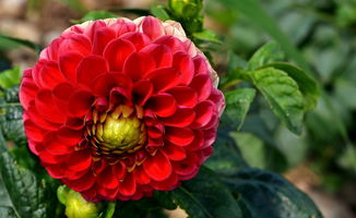 杭州耙耙柑市場價多少錢一斤(耙耙柑批發多少一斤)