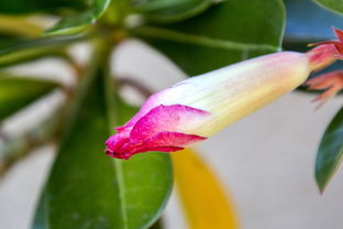 廣元沙糖桔盆栽好養嗎（廣元砂糖橘樹圖片）