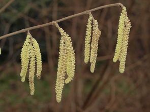 橘子樹特別硬有顆粒什么病(橘子樹枯萎了根好像還活的怎么治)