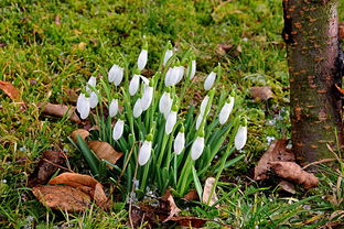 一棵沃柑能有多少斤果（一棵沃柑能結多少斤果）