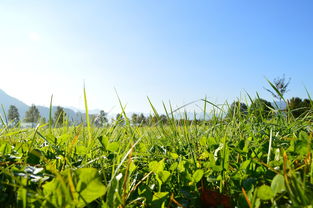 五年以上沃柑被征收補(bǔ)償多少