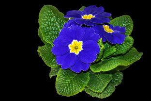 柑橘新品種苗木枝條發芽多久可以施肥（柑橘從發芽到結果多長時間）