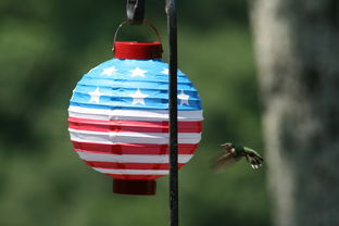 橘子樹嫁接技術教程(橘子樹嫁接幾天成活)