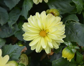 柑橘樹紅蜘蛛打什么藥好(柑橘樹紅蜘蛛打什么藥好用)