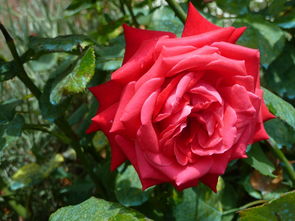 沃柑正常保鮮多長時間不能吃(沃柑保存時間)