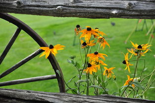 家庭種植沃柑需要環割嗎(沃柑種植需要什么環境?)