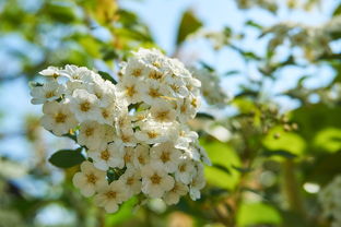 柑橘樹枝干上螨蟲用什么藥(柑橘螨蟲癥狀)