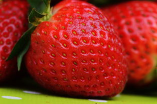 沃柑能草莓一起吃嗎(草莓和沃柑能一塊吃嗎)