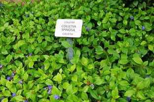 柑橘樹炭疽病藥(柑橘炭疽病有什么特效藥)