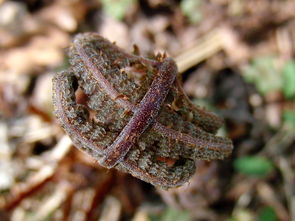 爆款新品來襲:柑橘烏云le起司與夏日夢幻碰撞解鎖味蕾