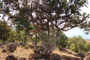 沙糖桔老樹如何嫁接(沙糖桔樹可以嫁接什么)