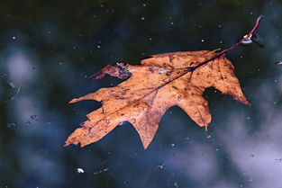 柑橘樹黃葉掉葉用什么藥(柑橘發黃落葉用什么藥)