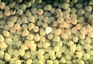 柑橘苗黃葉病防治指南:科學診斷與有效治療方案