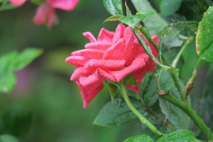 柑橘樹(shù)有刺嗎（柑橘樹(shù)一般有什么蟲害?）