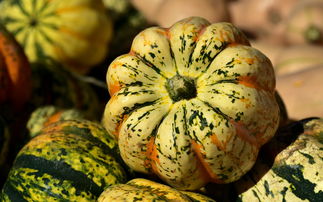 柑桔品種雜交技術(柑桔品種雜交技術有哪些)