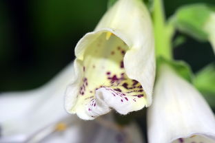 川桔梗廣桔梗哪個好（川桔梗與廣桔梗的區別）