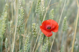 香橙沃柑紅桔沃柑哪個好吃點（香橙沃柑可以環割促花嗎）