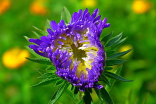 柑橘新品種甘平成熟期幾月份開始(甘平柑橘介紹幾月威熟)