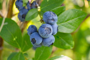 脆皮金桔多少年結果（脆皮金桔多久成熟）