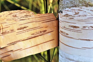 柑橘留樹保鮮可以用哪些殺菌劑(柑橘留樹保鮮可以用哪些殺菌劑消毒)