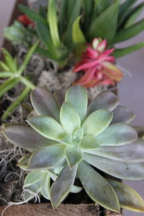 柑橘主要病蟲害及防治方法(柑橘常見的幾種病蟲害及其防治)