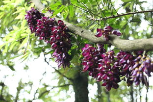 沃柑桔子怎么長差不多(沃柑樹苗如何長得快)