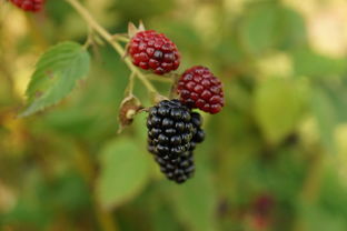 脆皮金桔果樹(shù)能長(zhǎng)多高(脆皮金桔多久成熟)