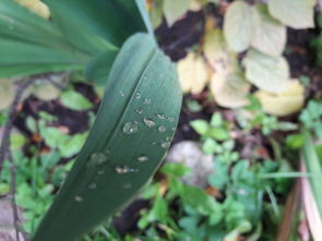 柑橘病蟲害按季節防止措施(柑橘全年病蟲害防治時間)