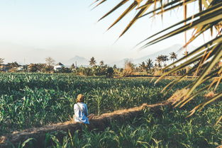 沃柑一年要喂幾次(沃柑多久施肥一次)
