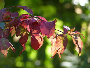 柑橘樹脂病屬什么病害（柑橘樹樹脂斑點?。? /></p><h2 id='柑橘上這種病是什么病'>柑橘上這種病是什么病</h2><p>柑橘炭疽病是一種弱寄生性真菌病害，在高溫多濕環境下最容易發生。感染柑橘炭疽病后，容易導致大量落葉、僵果、甚至導致整株枯死，在春梢、夏梢、秋梢嫩葉期、幼果期和果實成長期（8月下旬至9月中、上旬），每隔15—20天噴一次藥，共噴2—3次。</p><p>您好，從一圖片上看是潛葉蛾危害用阿維菌素加滅幼脲，甲維鹽加啶蟲脒，或蘇云金桿菌乳油防治，其余是柑桔潰瘍病是細菌性病害。病葉表現為隆起，開裂，變黃，病點干枯。用藥以銅制劑為主用百分之零點五倍量波爾多液，氫氧化銅，銅高尚，甲霜銅防治。也可用農用鏈霉素，春雷霉素 ，喹啉銅，噻森銅防治。</p><p>柑橘褐腐疫霉病，用 *** 0倍55%惡唑菌酮.霜脲氰水分散粒劑，或600倍58%甲霜.錳鋅可濕性粉劑，或600倍72%霜脲.錳鋅可濕性粉劑，或600倍69%烯酰.錳鋅可濕性粉劑，或2000倍50%嘧菌酯水分散劑等噴霧進行防治，效果很好。</p><p>這是沙皮病 柑橘沙皮病防治重在預防，在抽梢展葉期，幼果期、采果后、雨季前、臺風后幾個關鍵時期進行防治。每次抽梢展葉時：用靚果安200-300倍噴霧1-2次。其中復配沃豐素600倍1次。幼果期：靚果安300倍+沃豐素600倍。采果后：潰腐靈100-200倍液+有機硅噴樹體干、枝、葉。</p><p>你好，是炭疽??！該病是一種弱性寄生菌，只要在柑橘發展虛弱的情形下，才氣侵入傷害，因此樹勢虛弱的病發重，發展結實的病發輕或不病發。柑橘在全部發展季候都可被侵染病發，一樣平常以夏秋低溫多旱季節最為嚴重。</p><p>你好，如圖柑橘是瘡痂病。防治 *** ：其一，春梢是瘡痂病的重點防治期，在春梢萌動前、謝花期及幼果期應多次用藥保護。其二，而根據瘡痂病不危害老熟組織的特點，我們應注意統一放梢，并在新梢自剪后，建議葉面噴施進口海餐沃粉劑磷酸二氫鉀，加快新梢老熟，縮短瘡痂病的危害期。</p><h2 id='怎樣識別柑橘樹脂病?'>怎樣識別柑橘樹脂病?</h2><p>柑橘樹脂病又稱沙皮病，為害柑橘枝、干、葉和果實。枝干受害，常發生于主干分叉處或主干部。病部皮層組織松軟、壞死，呈灰褐色或紅褐色，滲出褐色的膠液，具惡臭。</p><p>柑橘樹脂病又可分為流膠型和干枯型兩種。流膠型癥狀在發病部位有褐色膠液流出，皮層呈褐色，組織松軟，病斑干枯后下陷，死皮開裂脫落，露出木質部。多在甜橙類、溫州蜜柑和槾橘等品種上發生。</p><p>干枯型：在早橘、本地早、南豐密橘、朱紅等品種上，枝干病部皮層紅褐色干枯略下陷，微有裂縫，不剝落，在病健部交界處有明顯的隆起線，但在高濕和溫度適宜時也可轉為流膠型。病菌能透過皮層侵害木質部，被害處為淺灰褐色，病健部交界處有一條黃褐色或黑褐色痕帶。</p><h2 id='沙糖桔樹流膠病很常見,該怎么防治?'>沙糖桔樹流膠病很常見,該怎么防治?</h2><p>注意開溝排水，改良果園生態條件，夏季進行地面覆蓋，冬夏進行樹干刷白；加強蛀干害蟲的防治；避免不合理間作，密植園要及時間伐與疏剪。該病病原菌為柑橘間座殼（DiaporthecitriWolf），屬子囊菌亞門。該病原菌主要在病枯枝和病樹干上越冬，成為第二年病害的主要侵染源。</p><p style=