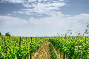 種植耙耙柑的技術(shù)(耙耙柑種植范圍)