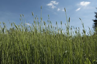 春見的技術管理(春見栽培技術)