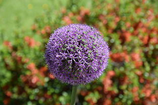 春見的技術管理(春見栽培技術)