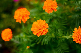 如何區別沃柑茂谷柑（沃柑與茂谷柑的優缺點）