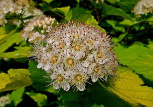 柑橘病蟲害2019(柑橘病蟲害防治與用藥)